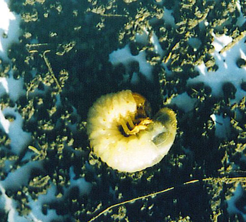 European chafer larva